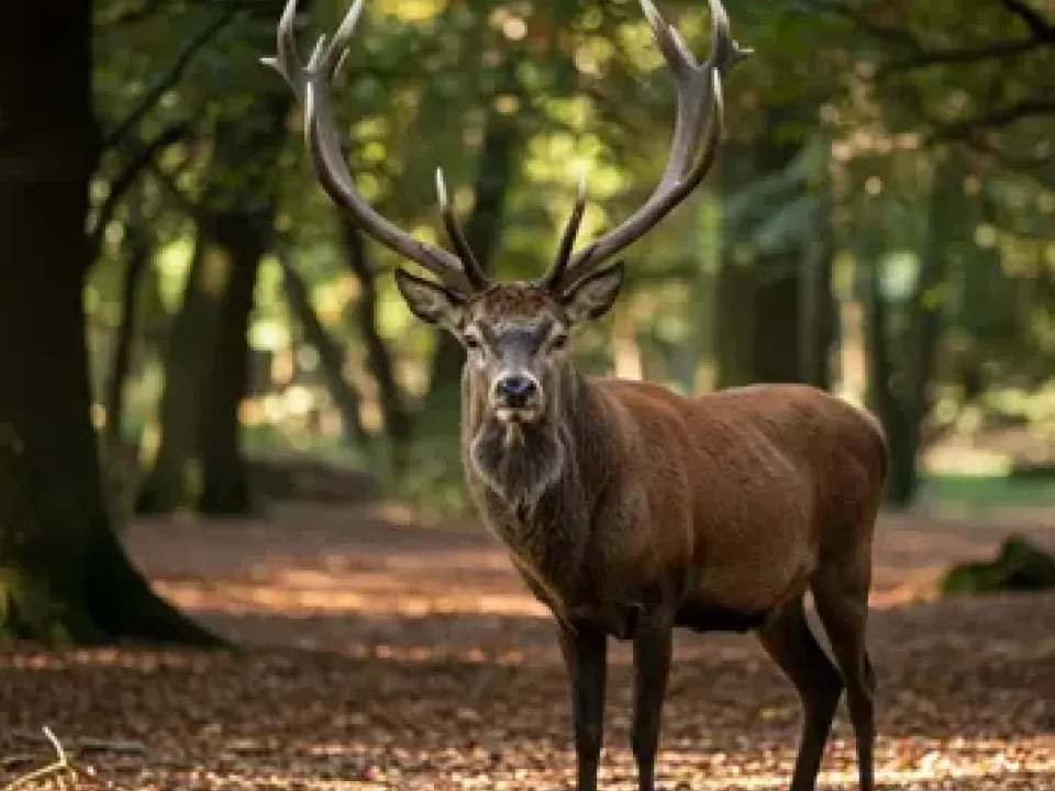 Hirschjagd in Europa / Slowakei