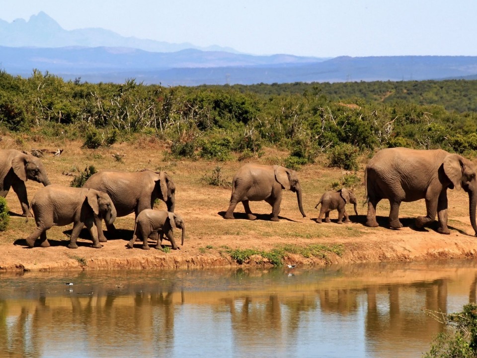 Südafrika – Trophäenjagd